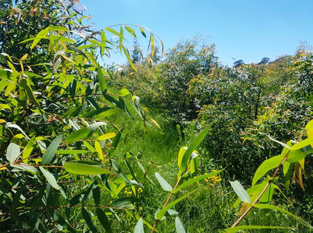 A high altitude plantation.