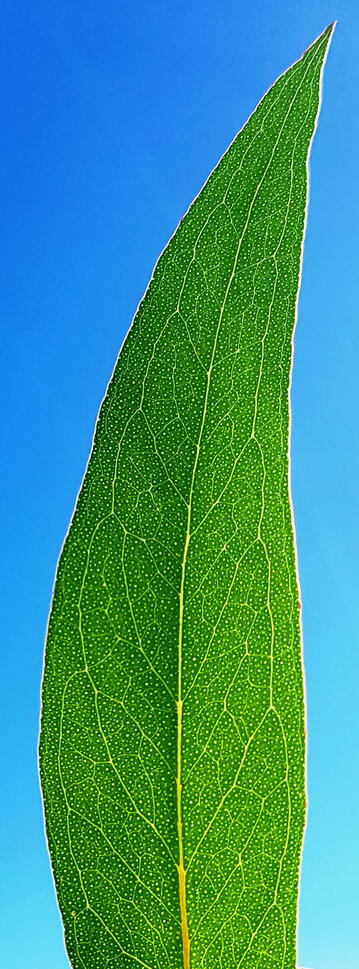 A high altitude plantation.