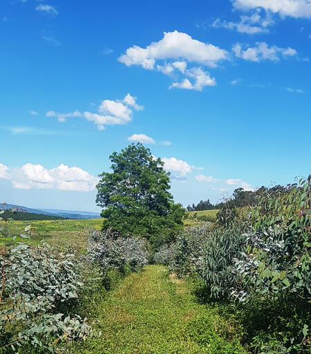 A high altitude plantation.