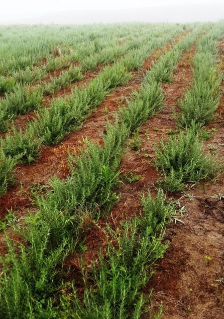 A field of rosemary.
