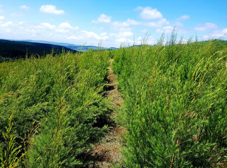 A field of rosemary.